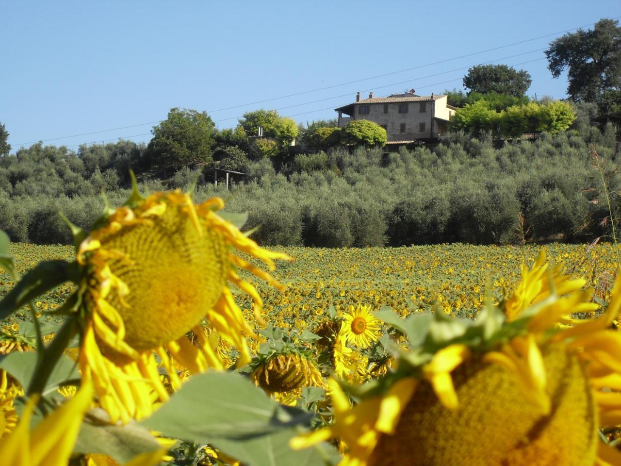 Agriturismo Oliveto Di Geltrude Contessa Amelia Exterior foto